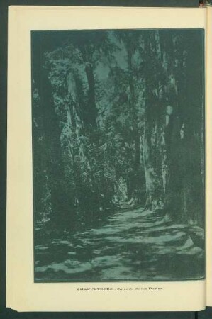 Chapultepec. - Calzada de los Poetas.