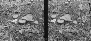 Birken-Milchling : Birken-Milchling (Lactarius torminosus Schäfer).