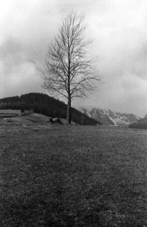 Petzer [Tschechien]: Vorfrühling im Riesental, kahler Baum auf Wiese, Hintergrund Berge