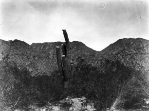 Anden-Vegetation : Berglandschaft mit Kakteen