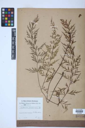 Asplenium praemorsum