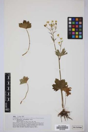 Ranunculus cortusifolius cortusifolius Willd.