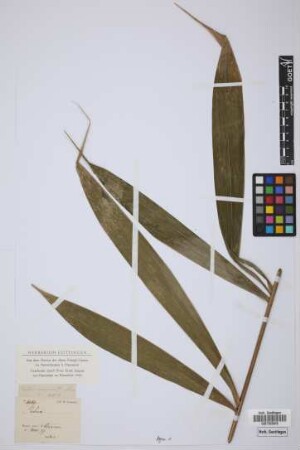 Bactris acuminata Liebm. ex Mart.