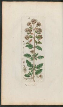 131. Origanum vulgare
