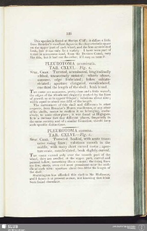 Pleurotoma acuminata. Tab. CXLVI. — Fig. 4