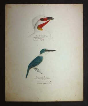 Frankolin und Eisvogel