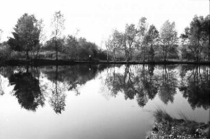 Schwenninger Moos (Neckarquelle) bei Schwenningen, spiegelende Baumgruppe