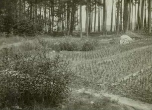 Forstbaumschule Fichten, am Rande Schmalblättriges Weidenröschen (Epilobium angustifolium L.)