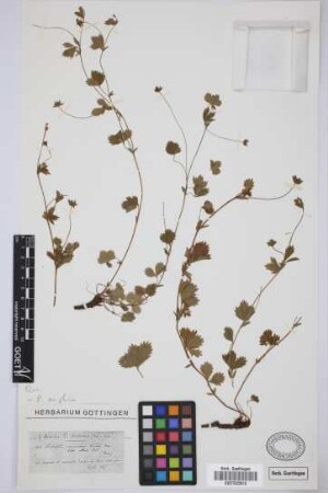Prunus canariensis lusitanica