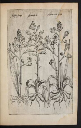 Taf. 48. [Asphodelus]