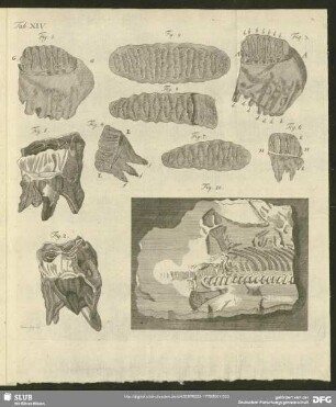 Tab. XIV. Fig. 1 - Fig. 10