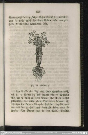 Fig. 51. (Sellerie)
