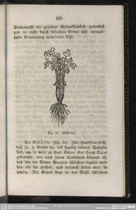 Fig. 51. (Sellerie)