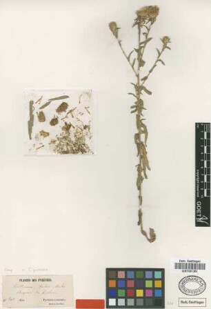 Centaurea fulva Huet [type]