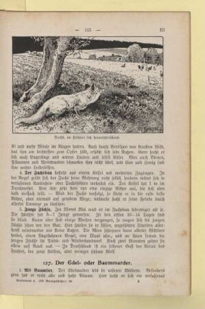 [Tiere im Wald]