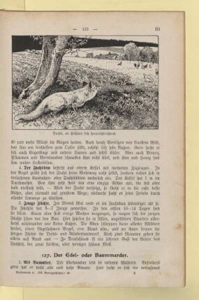 [Tiere im Wald]