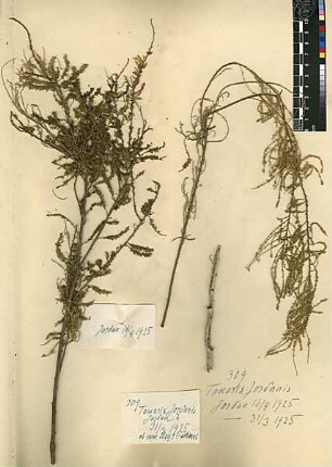 Tamaricaceae Tamarix jordanis Boissier, Edmond (1810 - 1885) [Jordan (Fluss)]