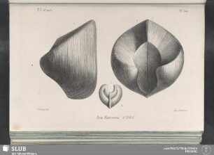 Pl. 324