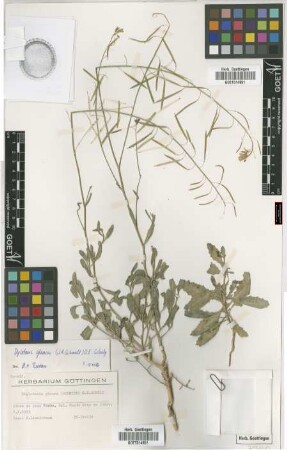 Diplotaxis glauca (J.A. Schmidt) O.E. Schulz
