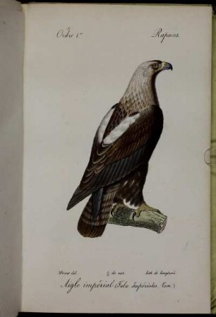 Aigle ...