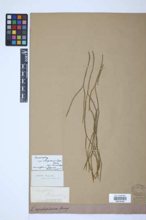 Phlegmariurus aqualupianus (Spring) B. &Oslash;llg.