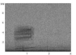Schleiereule | Tyto alba - Gesang