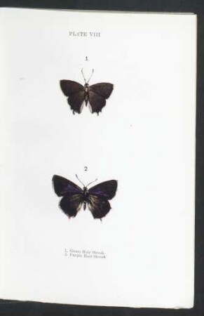 Plate VIII