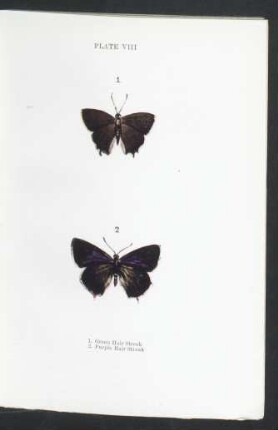 Plate VIII