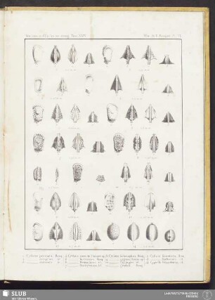 Pl. VI