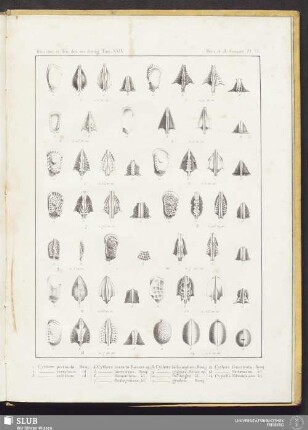 Pl. VI
