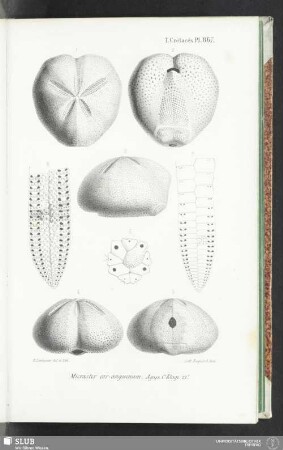 Pl. 867