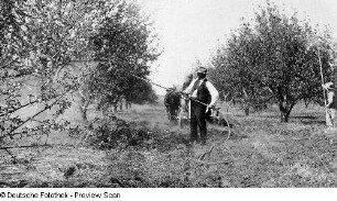 Oklahoma, Landwirtschaft, Obstbau, Obstplantage, Aufnahme, State Board of Agriculture, Oklahoma