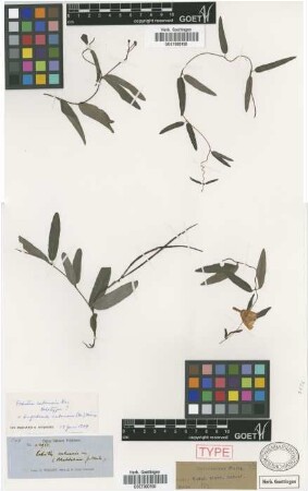 Angadenia cubensis (Griseb.) Miers [type]