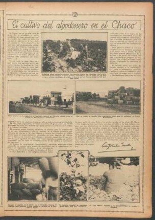El cultivo del algodonero en el Chaco
