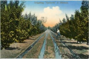 Mildura, Australien. Irrigating "Apricots"