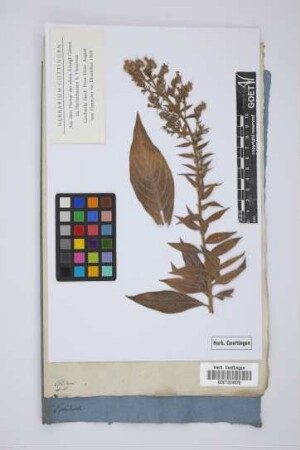 Echium