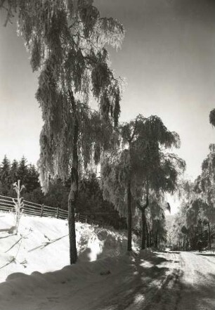 Osterzgebirge. Birken mit Raureif an der Straße nach Frauenstein