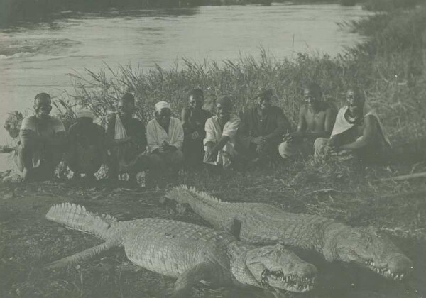 Crocodiles tués à la pêche dans le Mlagarassi.