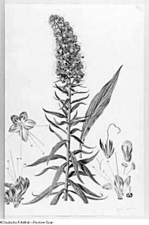 Echium giganteum, Blatt 6 : Echium giganteum, Blatt 6. Deckfarben, Feder. Aus: Plantae selectae vivis coloribus depictae. Band 10., erschienen 1850