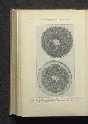 Fig. 155. - Sections of oranges...