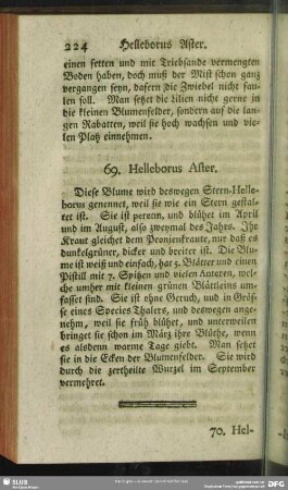 69. Helleborus Aster
