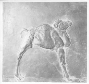 Neugeborenes Dromedar. Gips (?) (1934; E. Richter). Dresden-Südvorstadt, Eisenstuckstraße, Atelier der Bildhauerin