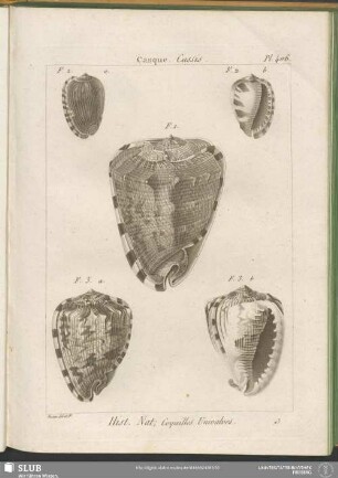Pl. 406. Casque. Cassis