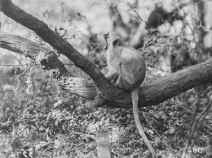 Meerkatze : Meerkatze im Baum