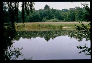 Luch b. Golm 6.6.79.
