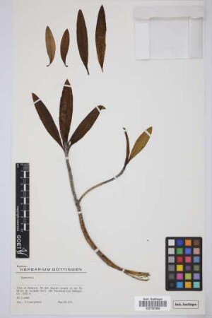 Euphorbia spec.