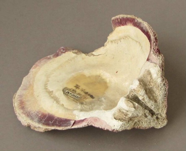 Mussel shell (fragment)