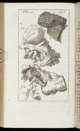 Caput VIII. De Auditu.