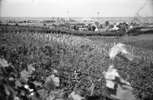 Seefelden: Weinberge; Hintergrund Kaliwerk Buggingen