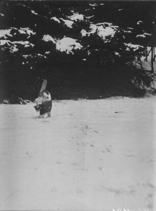 Hauskatze : Hauskatze (Felis silvestris catus Linnaeus) beim Springen im Schnee.